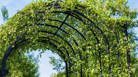 Gardenarch.co.uk, Garden arch, garden arches, metal garden arch, wooden garden arch, arches, wooden garden arches, garden archway, garden arches metal, garden arches wooden, wooden arch, rose arch, garden arch trellis, arching trellis, archway wood