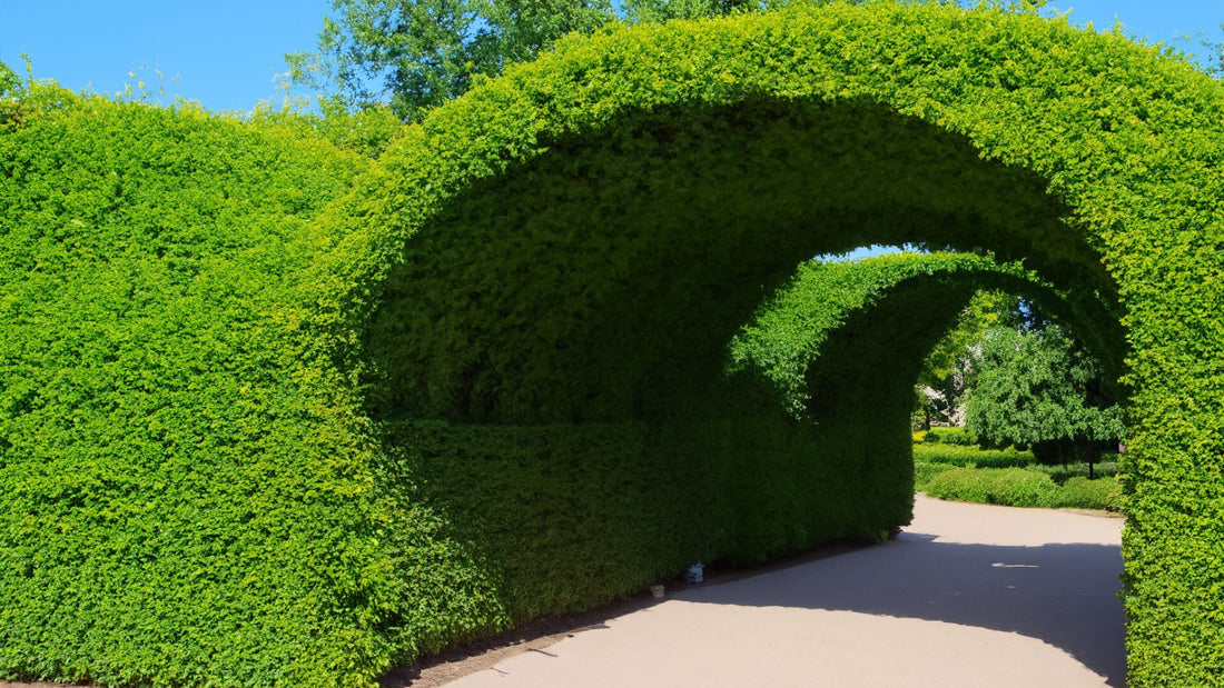 Gardenarch.co.uk, Garden arch, garden arches, metal garden arch, wooden garden arch, arches, wooden garden arches, garden archway, garden arches metal, garden arches wooden, wooden arch, rose arch, garden arch trellis, arching trellis, archway wood