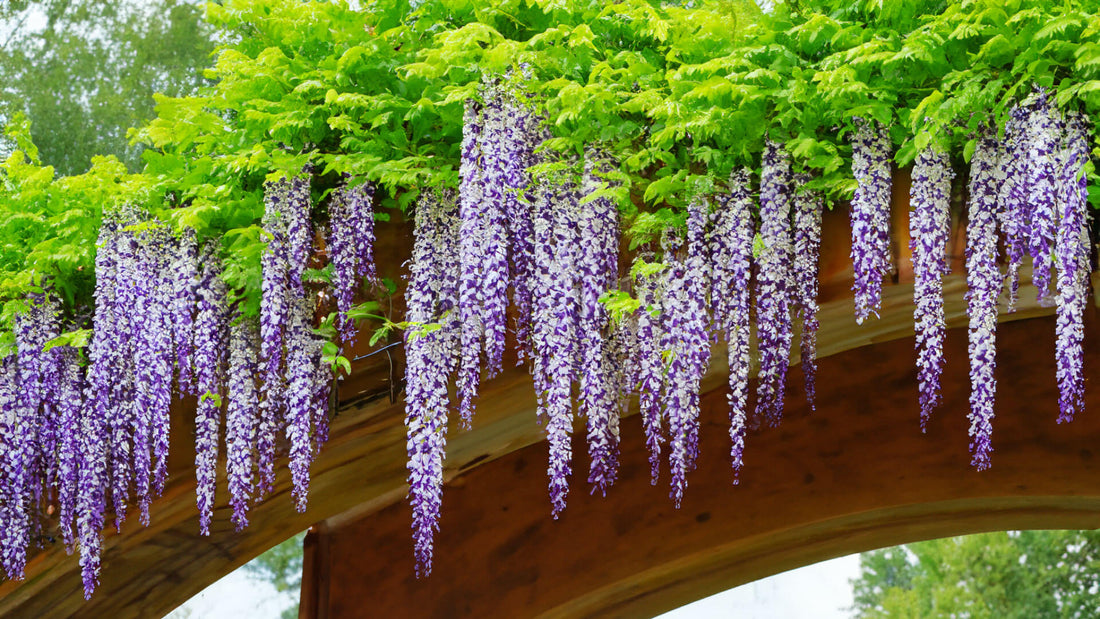 Can You Plant Wisteria Over a Garden Arch?