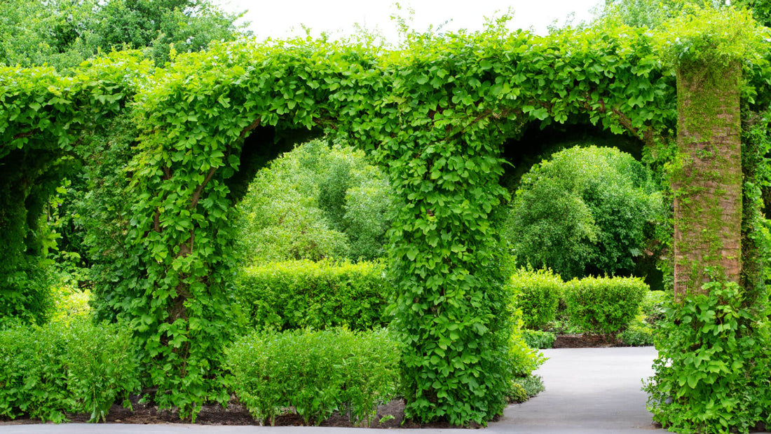 Gardenarch.co.uk, Garden arch, garden arches, metal garden arch, wooden garden arch, arches, wooden garden arches, garden archway, garden arches metal, garden arches wooden, wooden arch, rose arch, garden arch trellis, arching trellis, archway wood