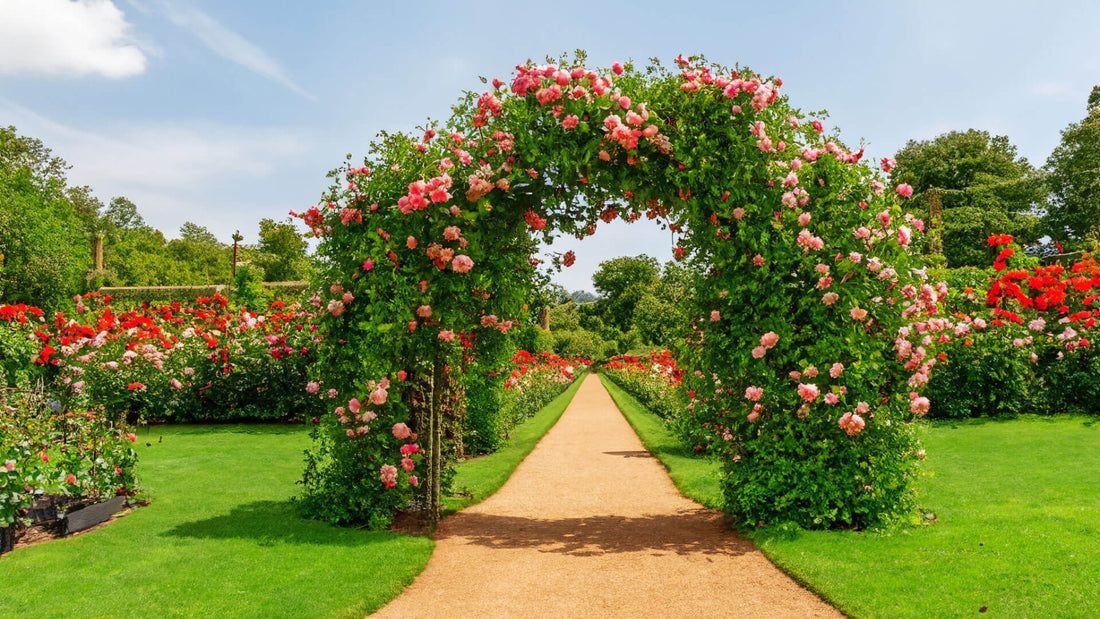 Can I Train Laburnum onto a Rose Arch in Garden? A Gardener's Guide to Perfect Harmony