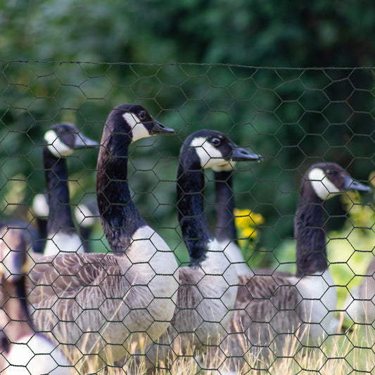 PawHut 1m x 25m Chicken Wire Mesh, Foldable PVC Coated Welded Garden Fence, Roll Poultry Netting, for Rabbits, Ducks, Gooses, Dark Green